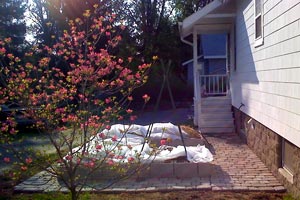 [with tree in bloom]